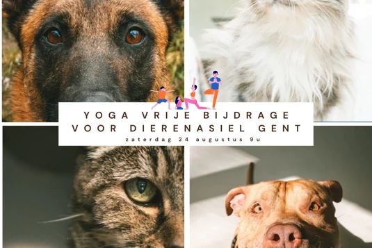 Yoga tvv het dierenasiel